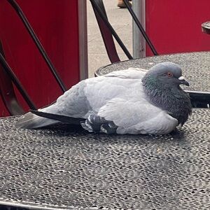 Meet your Posher, Maia